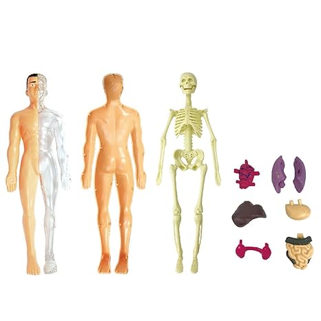 BioBuild – Educatief Anatomiemodel voor Kinderen