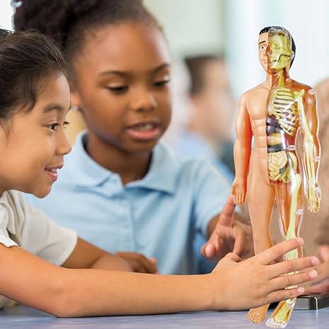 BioBuild – Educatief Anatomiemodel voor Kinderen