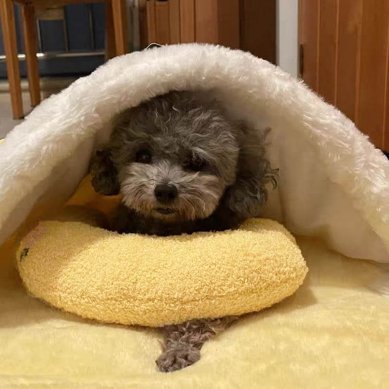 PetEase Luxe - Orthopedisch Hondenkussen voor Comfort