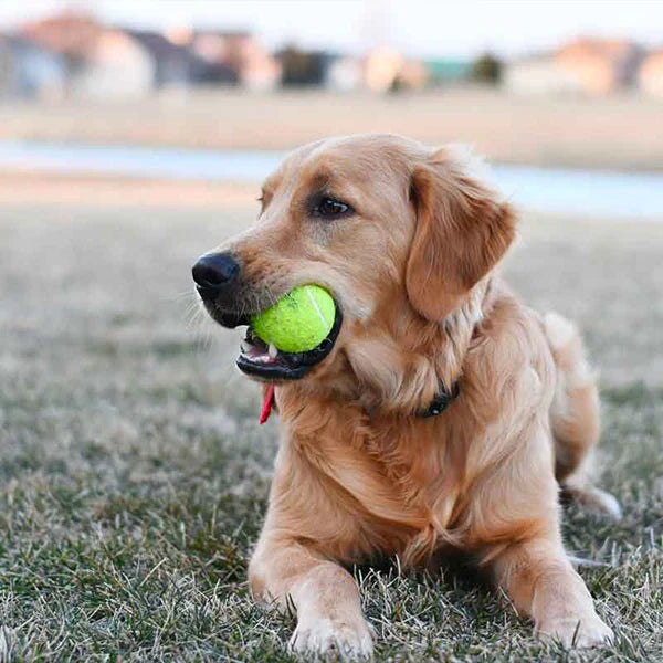 MeshMaster - Premium Tennisballen met Netzak voor Alle Sporten