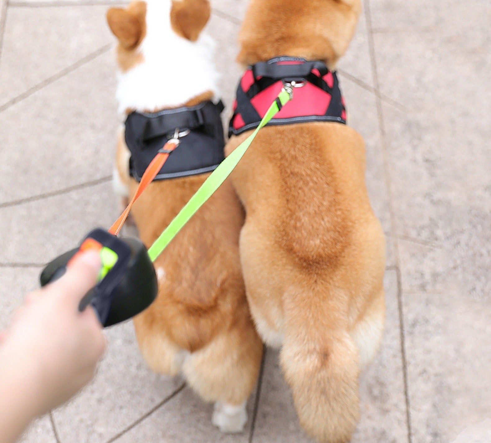ProPet Duo Leash - De Ultieme Oplossing voor Honden