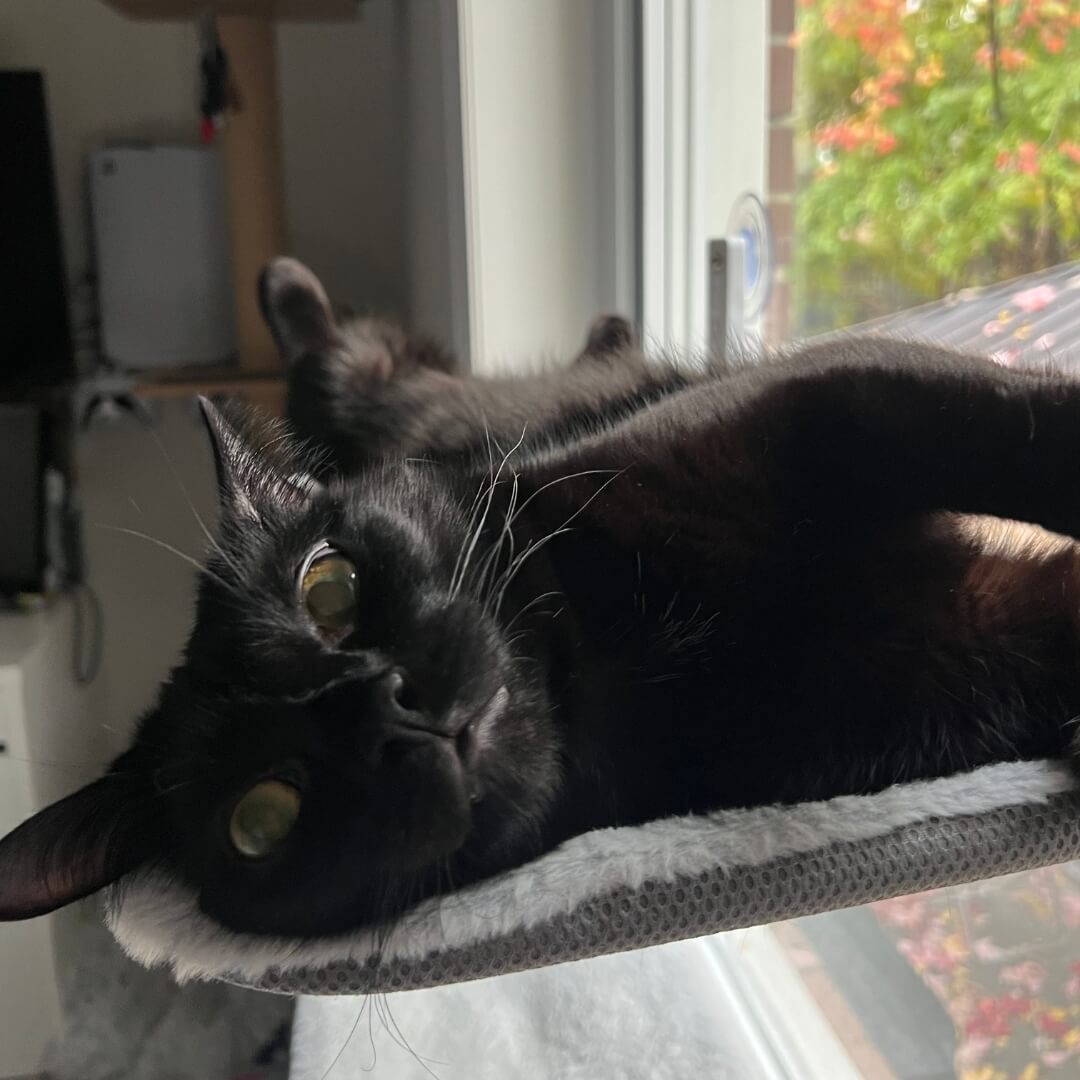 PawPerch – Stijlvolle Opvouwbare Kattenhangmat