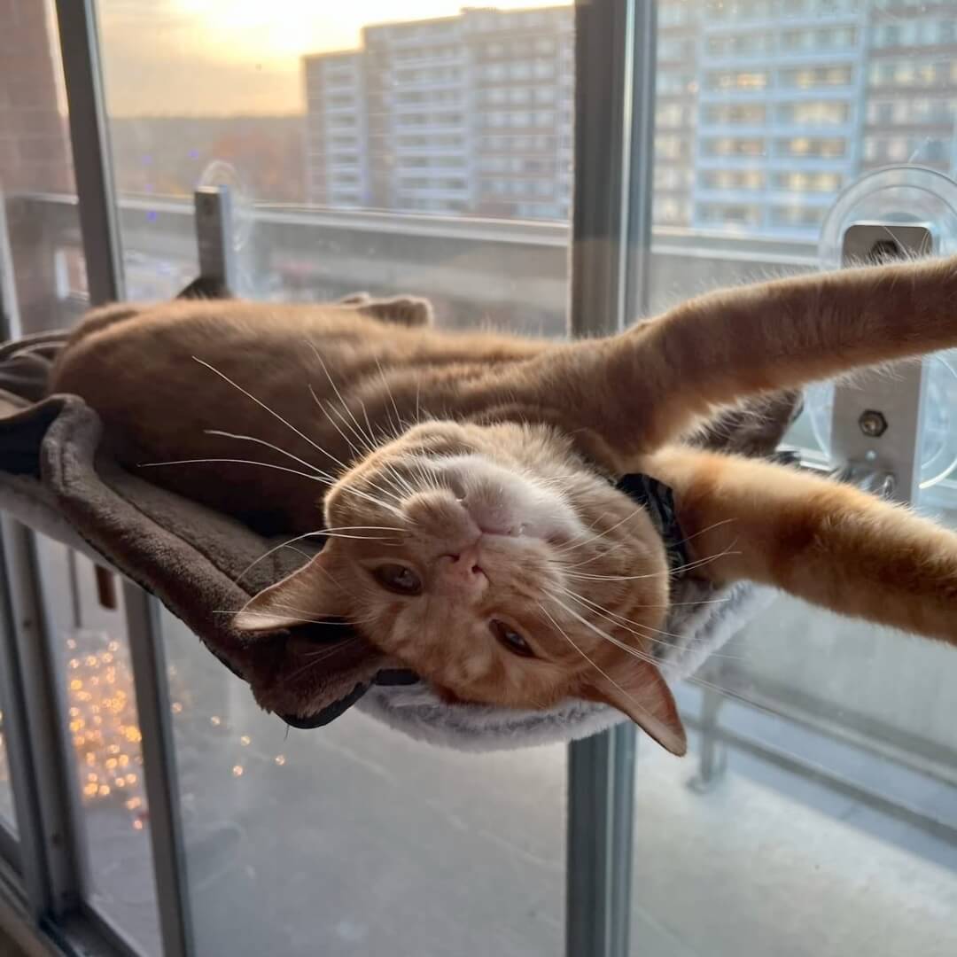 PawPerch – Stijlvolle Opvouwbare Kattenhangmat
