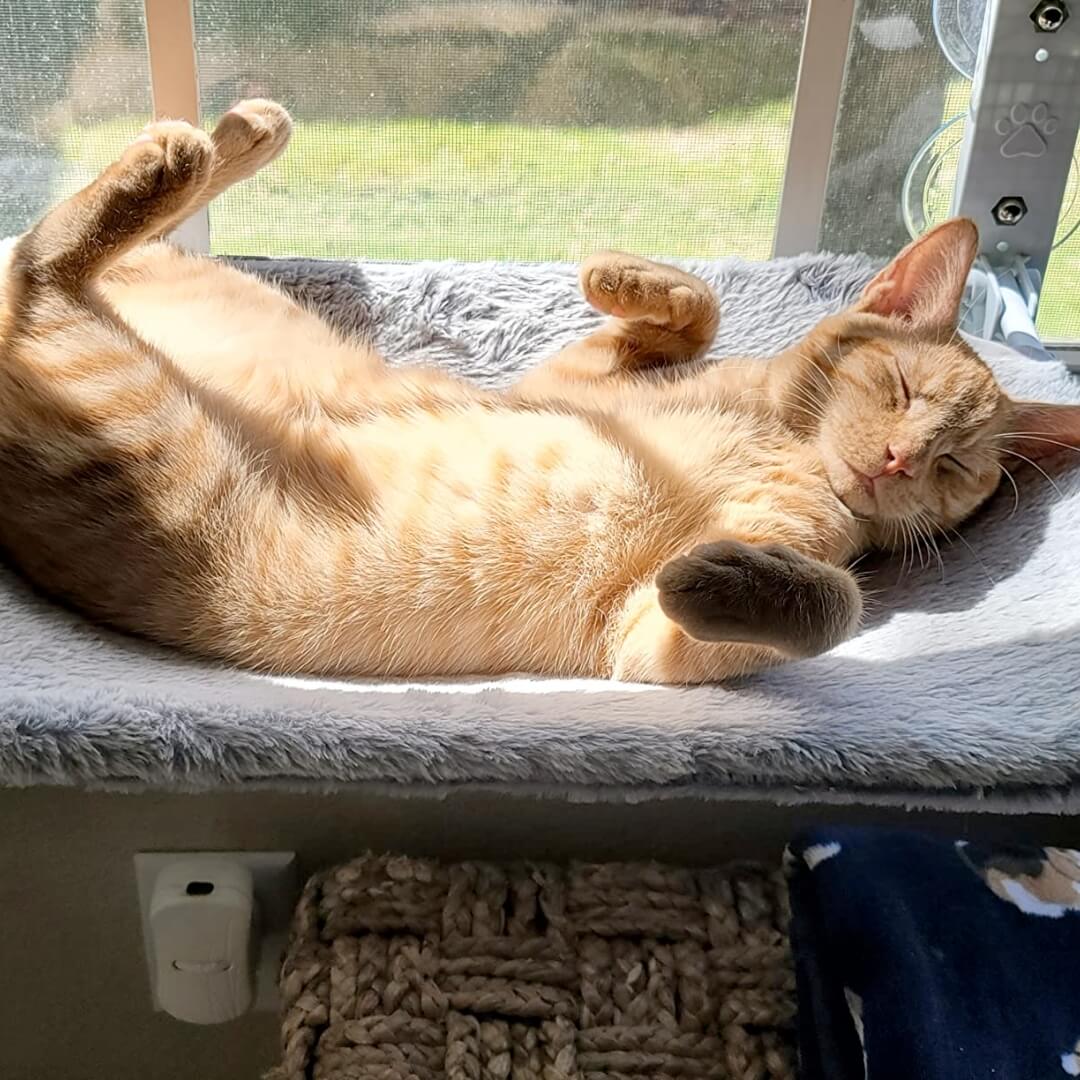 PawPerch – Stijlvolle Opvouwbare Kattenhangmat