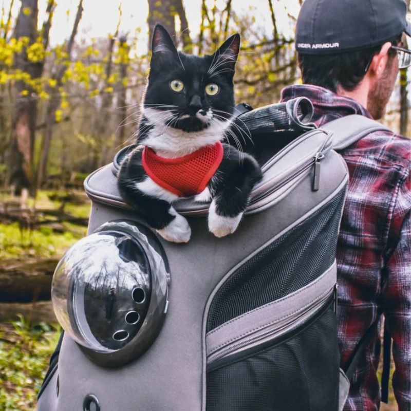 CatTrekker - Luxe Kattenreistas met Panoramisch Uitzicht