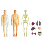 BioBuild – Educatief Anatomiemodel voor Kinderen