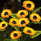 SolarBloom Light – Zonnebloem LED Tuinlamp 3 Koppen