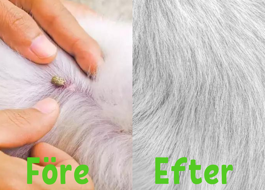 FleaShield Collar – Bescherming tegen Vlooien en Teken