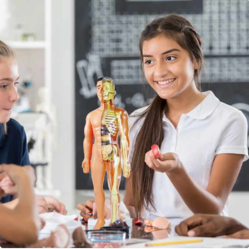 BioBuild – Educatief Anatomiemodel voor Kinderen