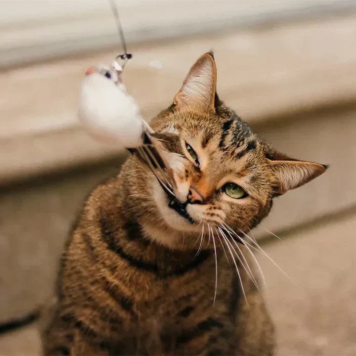 Natuurlijke Speeltijd - Interactieve Vogel voor Katten