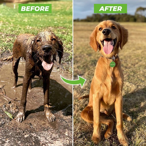 Dogjet Pro™ - Moeiteloos uw hond in recordtijd wassen!