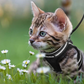 AdventureKit - Veilig Tuigje voor Avontuurlijke Katten
