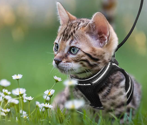 AdventureKit - Veilig Tuigje voor Avontuurlijke Katten
