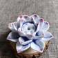LotusBloom Incense Holder - Elegante Geuraccessoire voor Thuis