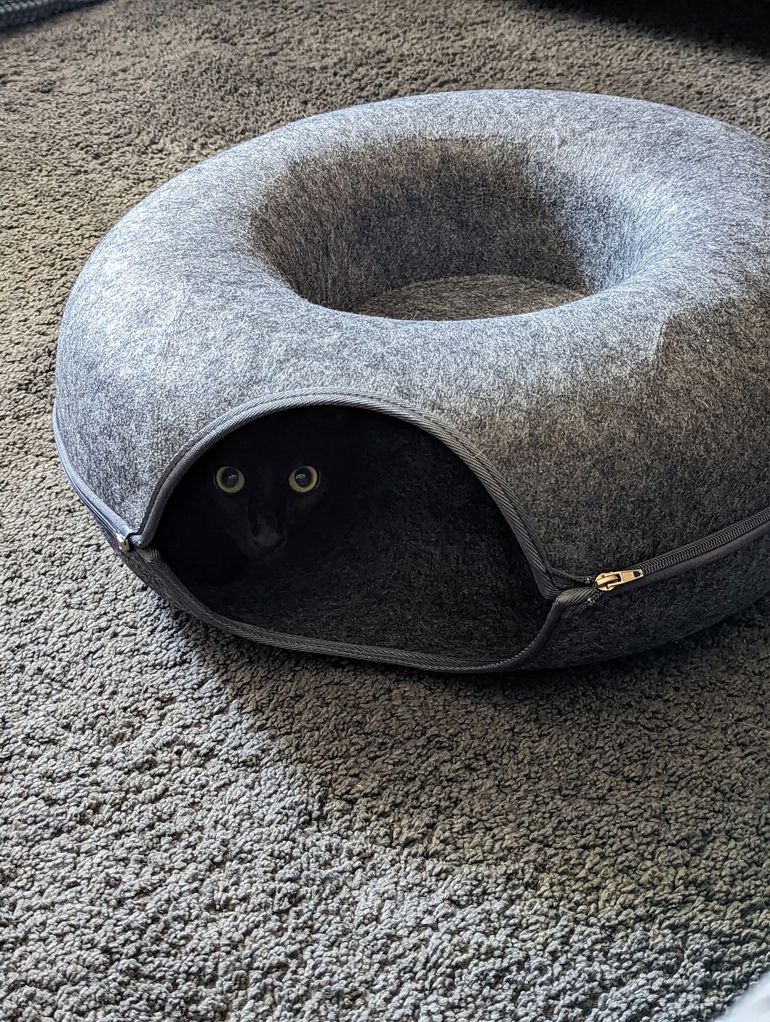 Purrfect Den - Luxe Kattentunnel met Slaapplek