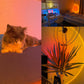 GlowSphere – Magische Sunset Lamp met 4 Kleuren
