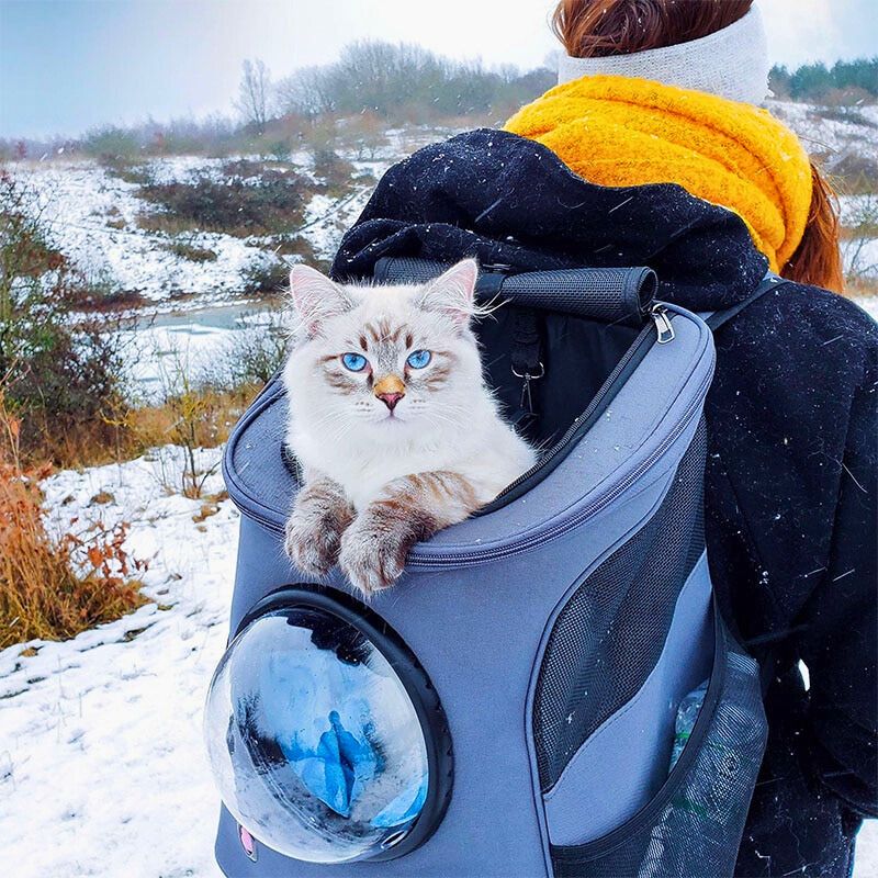 CatTrekker - Luxe Kattenreistas met Panoramisch Uitzicht